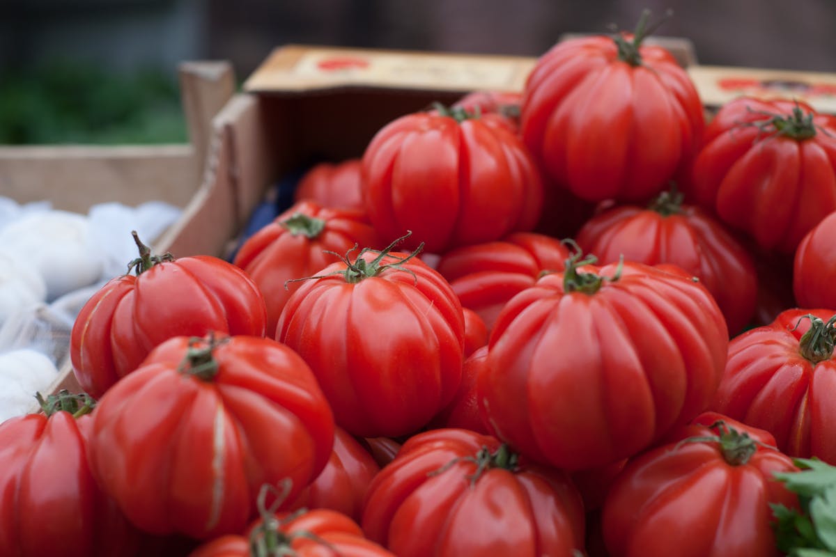 Warum haben meine Tomatenpflanzen gelbe Blätter und was kann ich dagegen tun