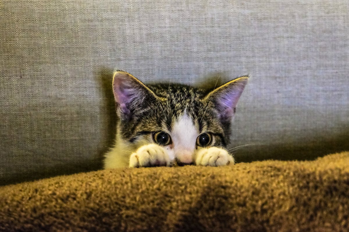 Welche Maßnahmen helfen, um meine Katze an das Katzenklo zu gewöhnen