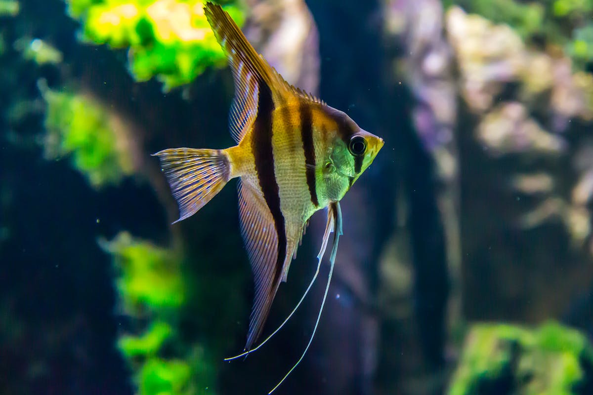 Welche Tipps gibt es, um ein Aquarium algenfrei zu halten