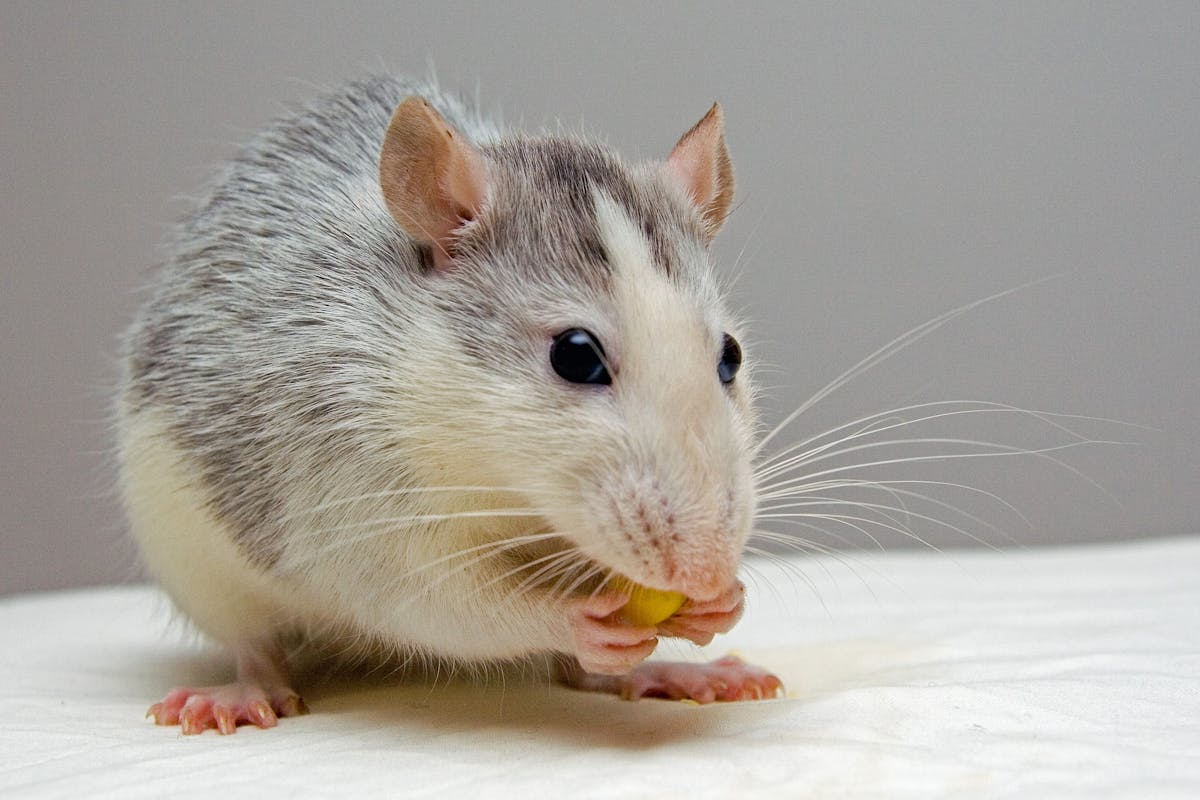 Wie kann ich Ratten im Garten effektiv vertreiben