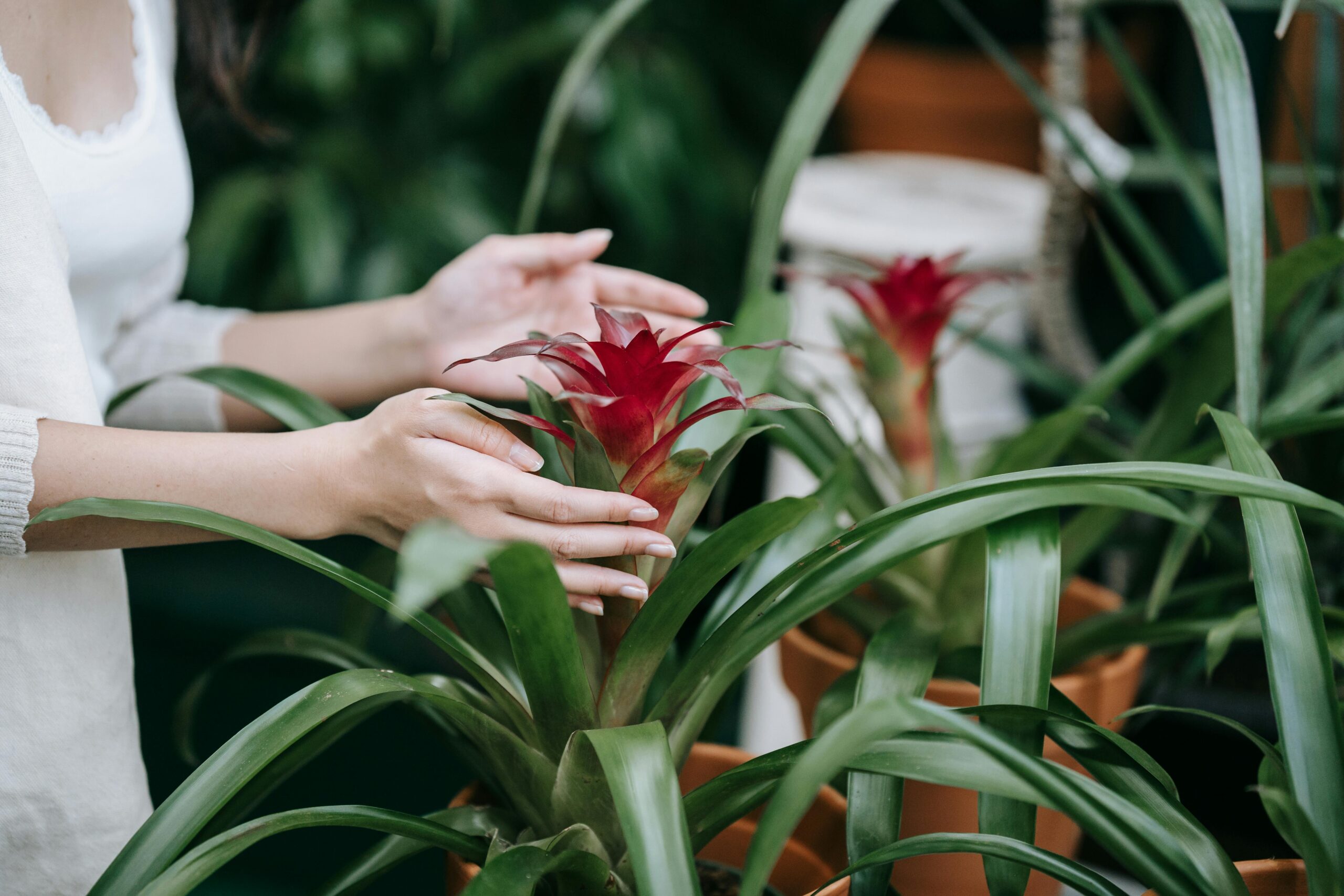 Was sind die besten Tipps zur Pflege von Bromelien?