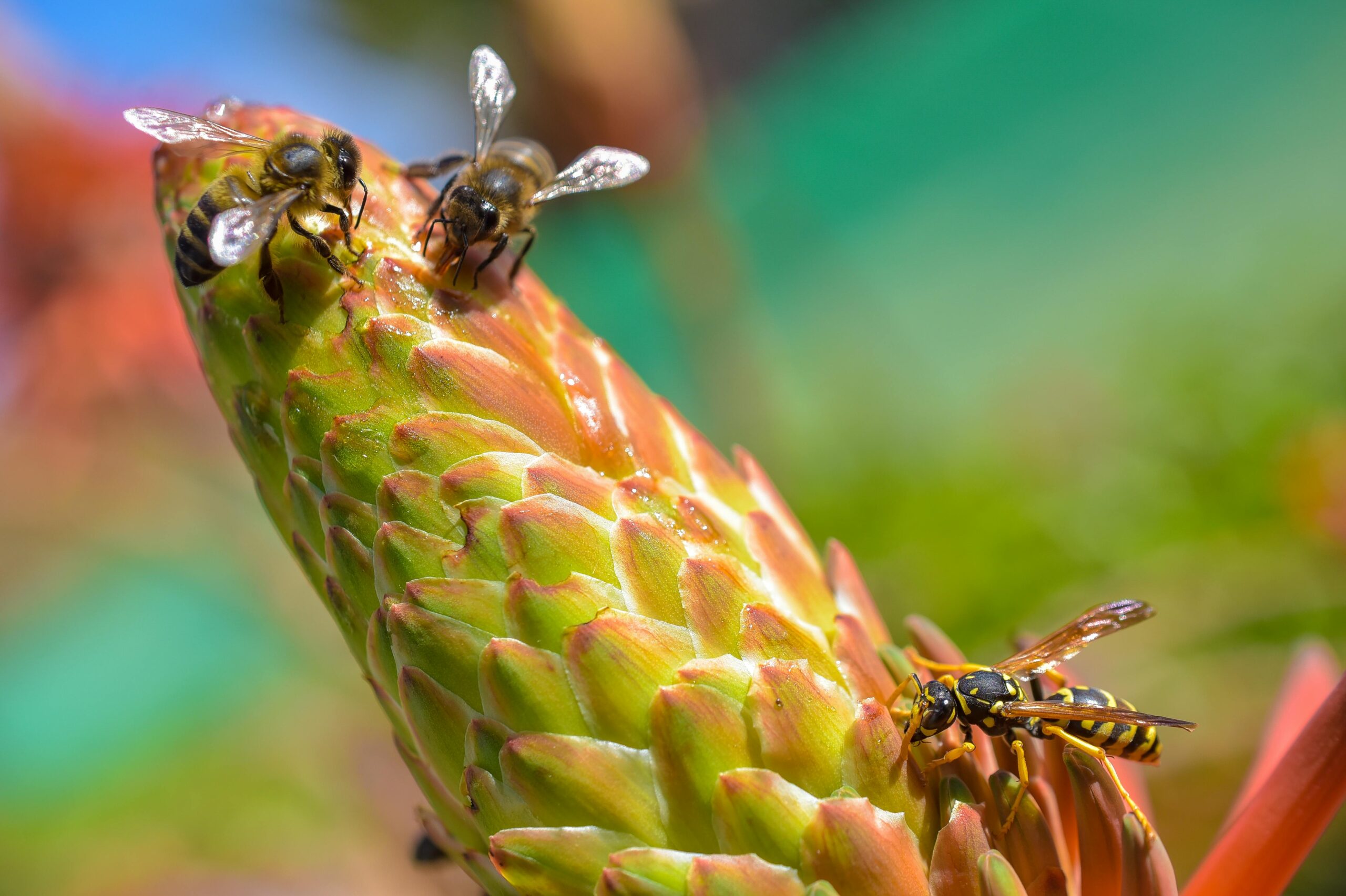 Welche Maßnahmen helfen, um Wespen im Garten fernzuhalten?