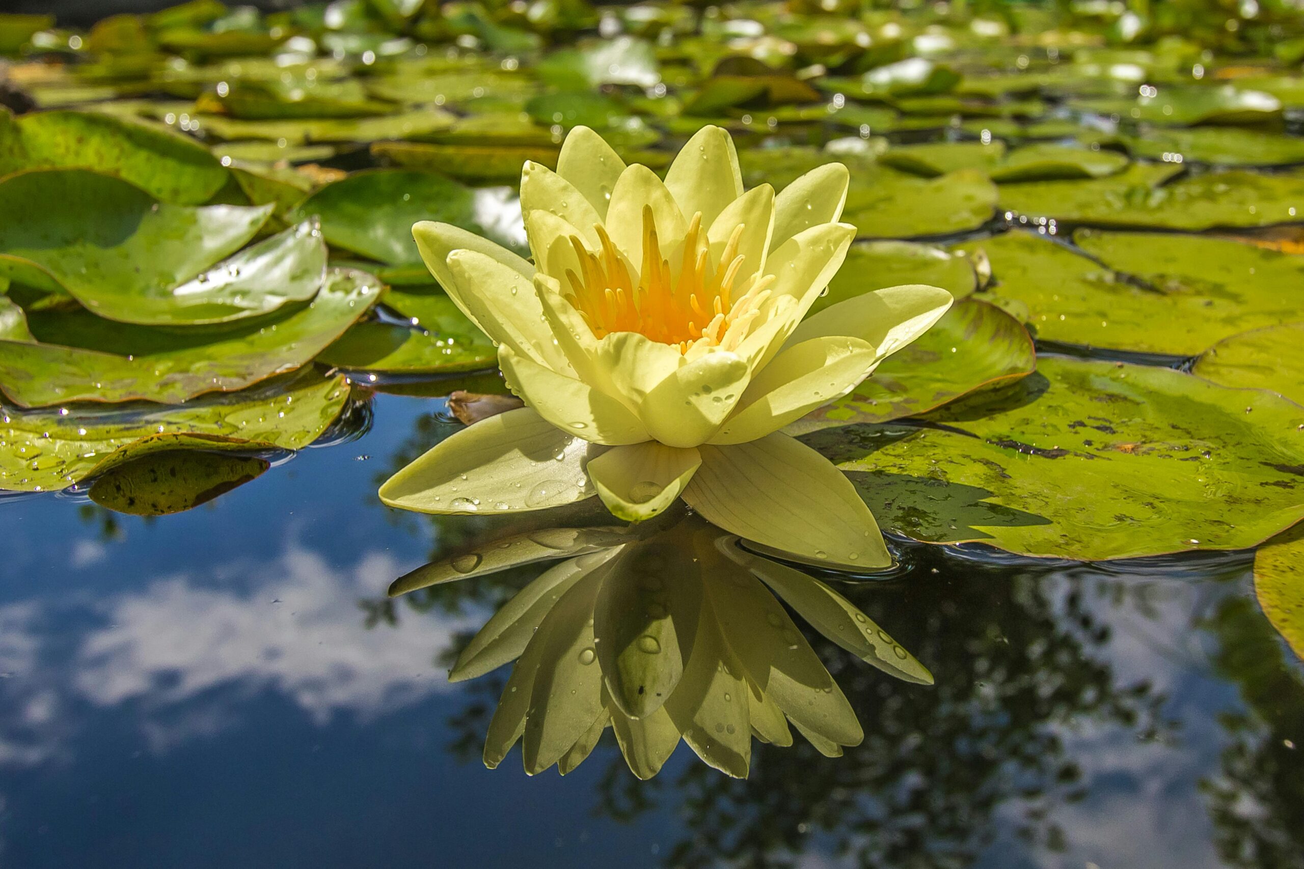 Wie schütze ich meinen Gartenteich vor Algen?