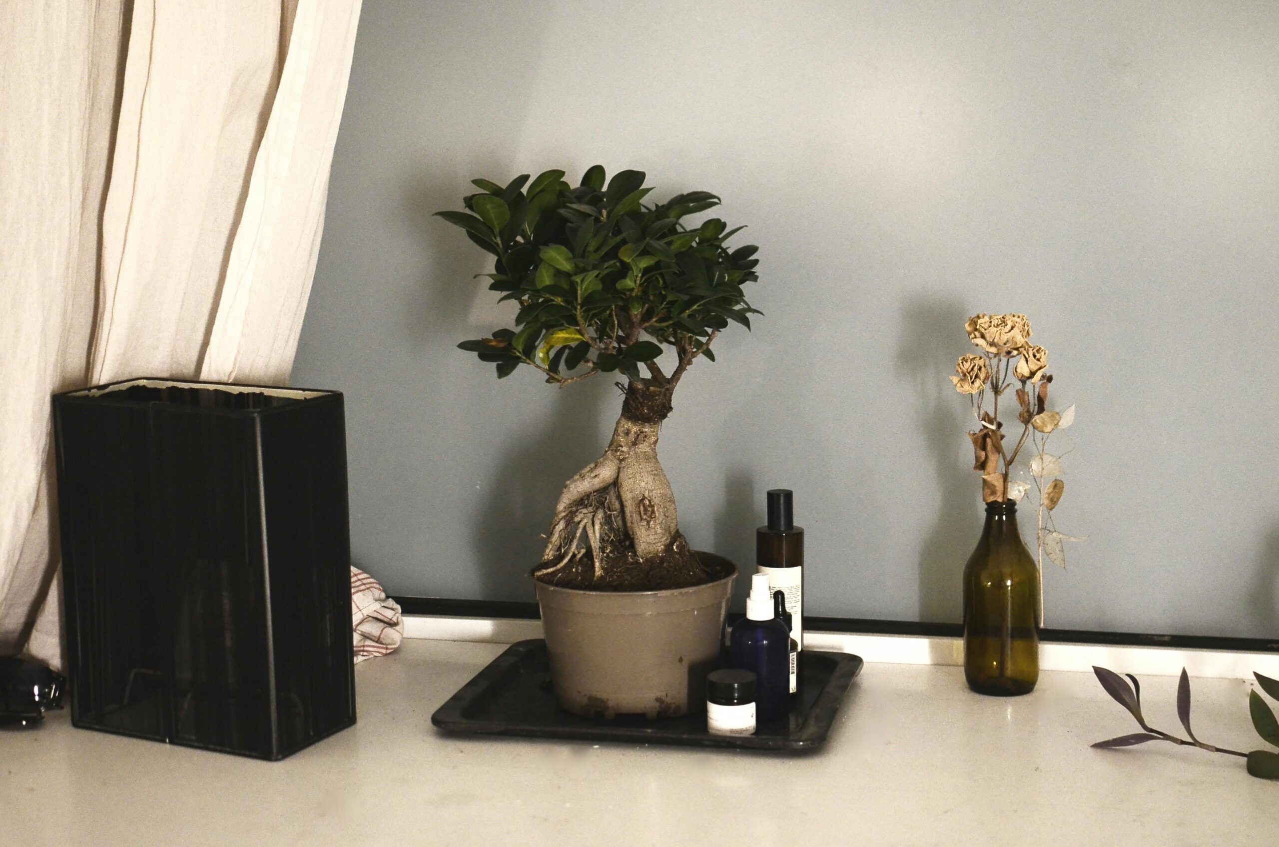Welche Pflege benötigen Bonsai-Bäume im Innenbereich?