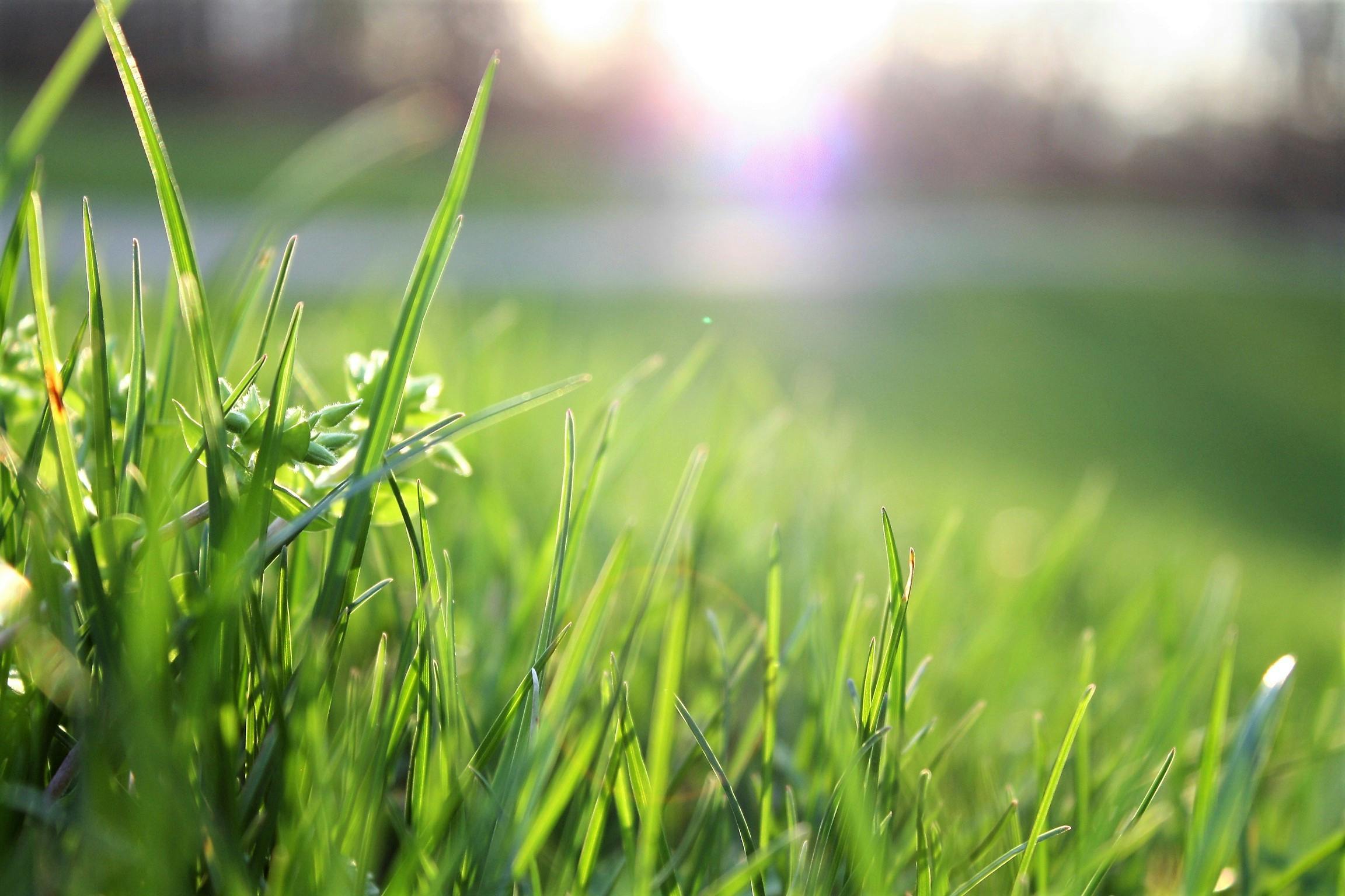 Welche Maßnahmen helfen, um Unkraut im Garten effektiv zu bekämpfen?