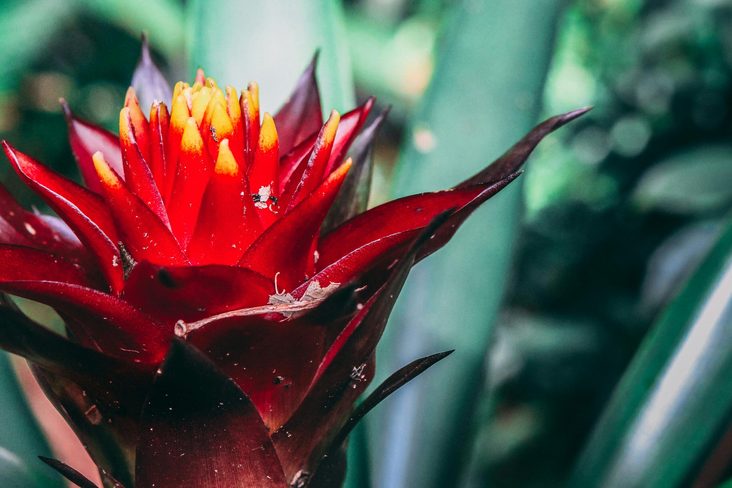 pexels jonnylew 1252896 scaled