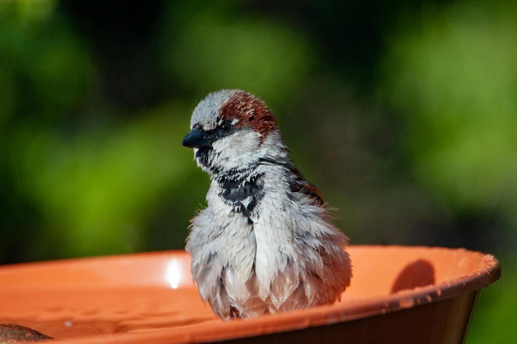 Wie kann ich ein Vogelbad im Garten anlegen?