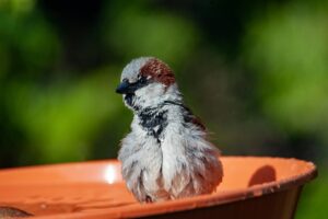 Wie kann ich ein Vogelbad im Garten anlegen?