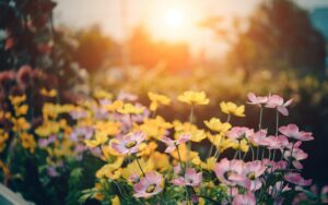 Welche Pflanzen eignen sich für einen Duftgarten?