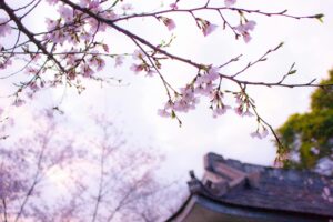Welche Pflanzen eignen sich für einen Japangarten?