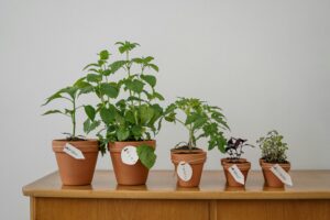 Welche Pflanzen eignen sich für eine Bepflanzung von Gabionen?