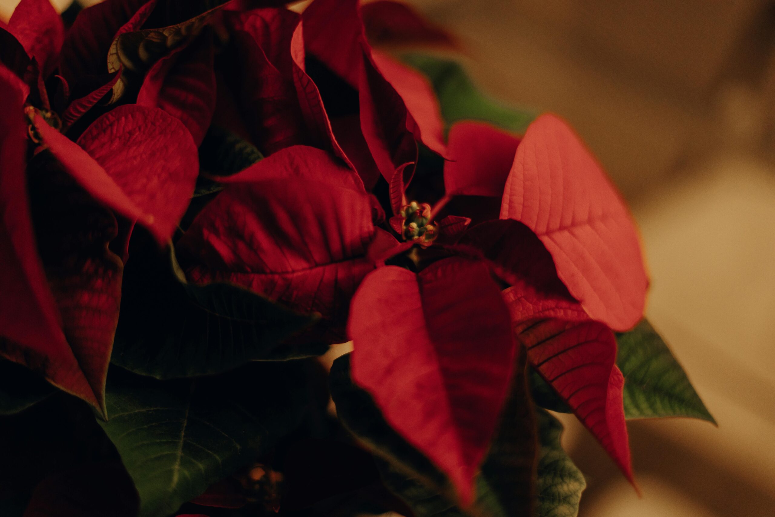 Welche Pflege benötigen Weihnachtssterne im Winter?