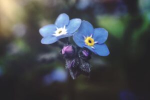 Wie kann ich eine DIY-Gartenlaube bauen