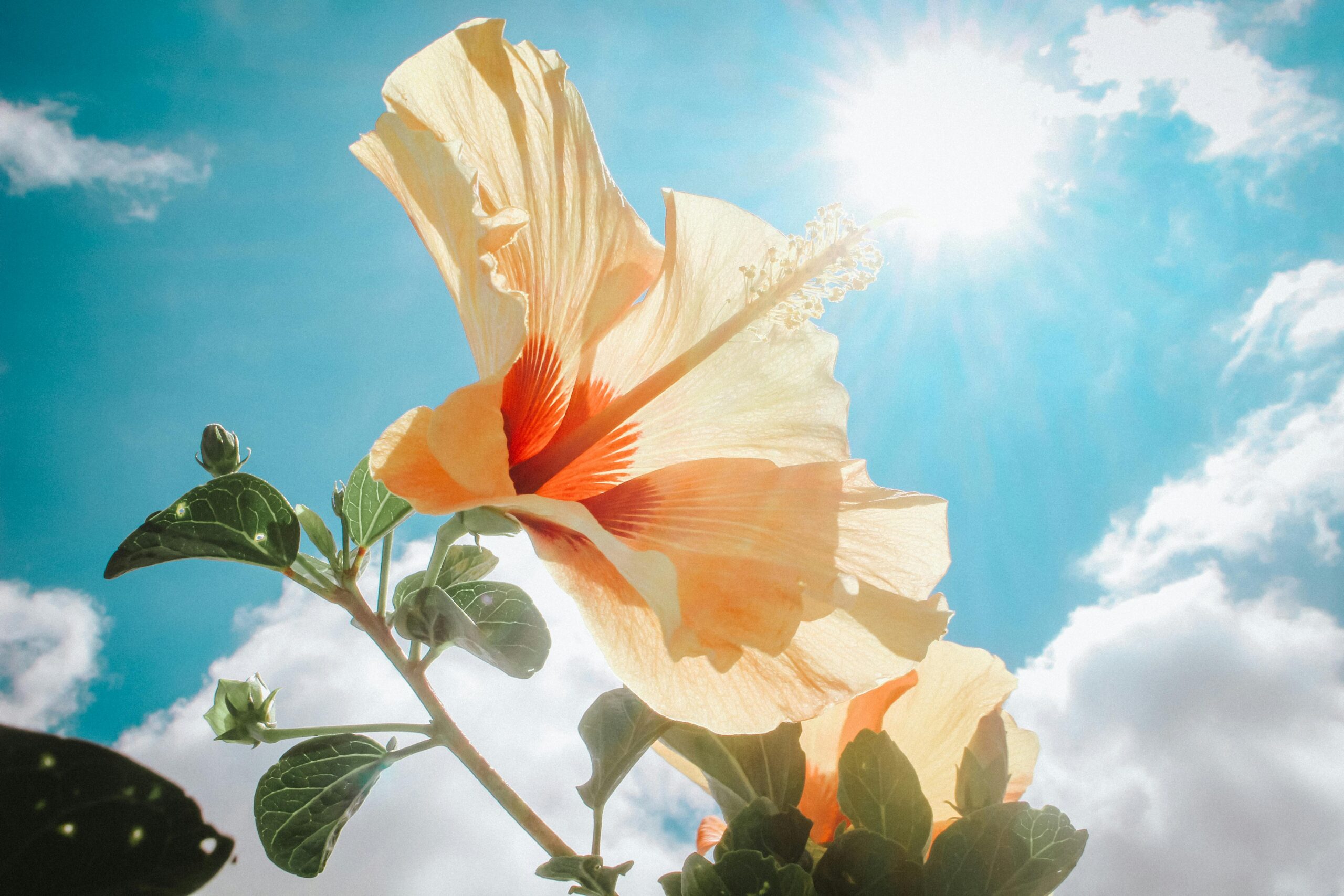 Welche Pflege benötigen Hibiskuspflanzen im Winter?