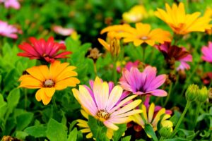 Wie kann ich eine DIY-Gartendusche bauen