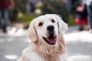 Wie kann ich meinen Hund an eine Transportbox gewöhnen